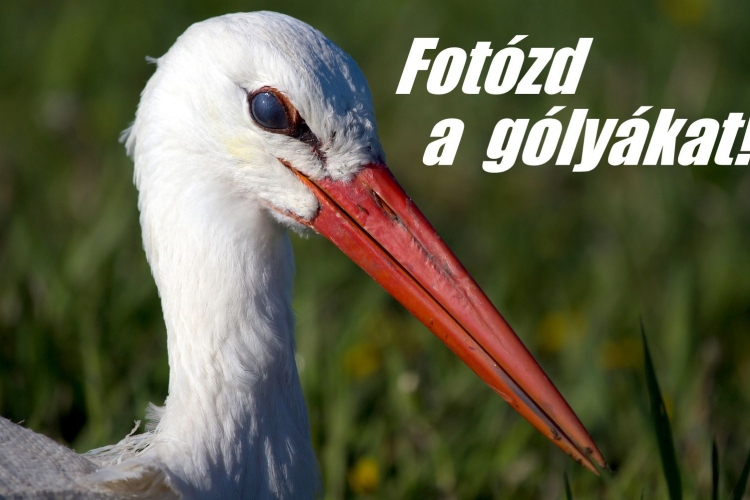 Fotózd a gólyákat!