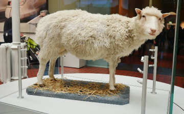 Az első klónozott bárány születése