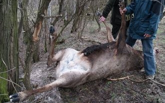 Orvvadászat és állatkínzás miatt áll bíróság elé