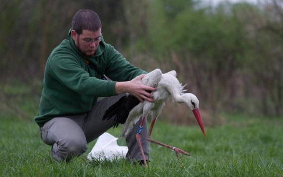Dél-Afrikáig jutott vándorútján a rimóci jeladós fehér gólya
