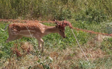 Állatmentéssel és viharkárokkal indult a hét.