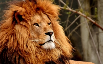 Oroszlánok és tigrisek szabadultak el egy német állatkertből – Csak vaklárma volt!