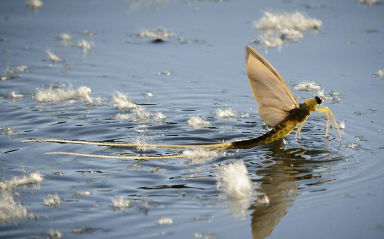 A megszokottnál korábban kezdődött a kérészrajzás a Tisza Szeged alatti szakaszán.