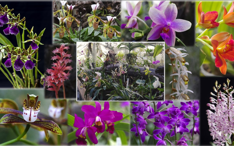 Tematikus sétákon mutatják be a szegedi füvészkert orchideagyűjteményét.