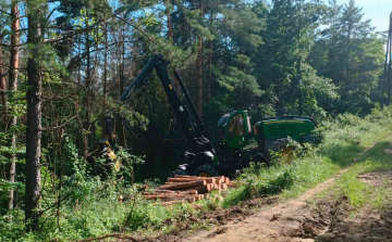 Figyelemfelhívás - Lucfenyő pusztulás Somoskőújfalu térségében