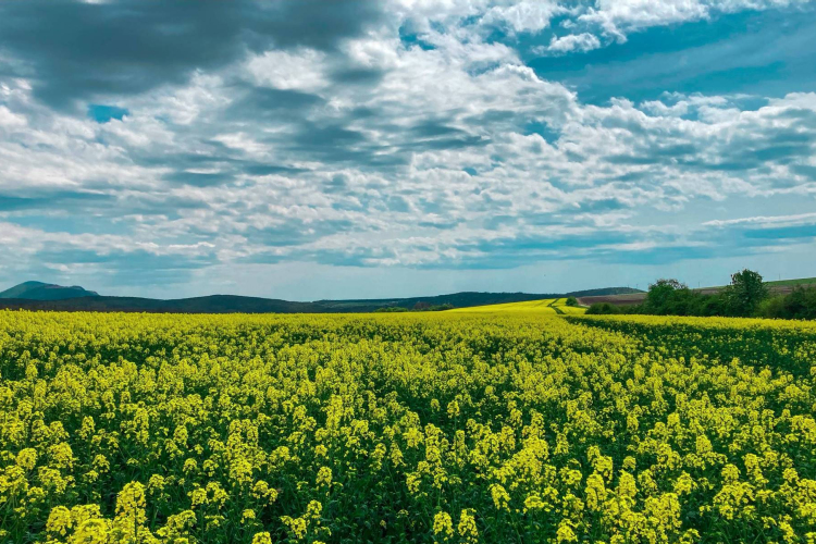 Napos-fátyolos idő élénk széllel.